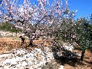 Grundstück in Cervera